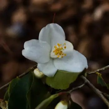 Camellia tsaii (4 de 4)