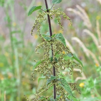 Urtica dioica
