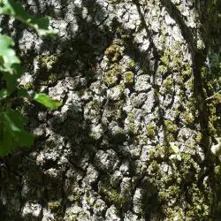 Fotografía Quercus faginea (1 de 3)