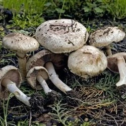 Agaricus bisporus