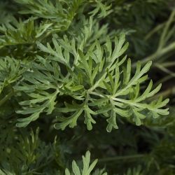 Fotografía Artemisia absinthium (1 de 2)