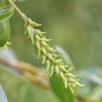 Salix alba (1 de 5)