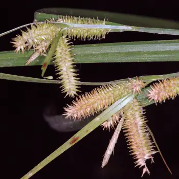 Carex pseudocyperus (2 de 5)