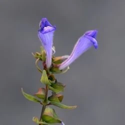 Scutellaria galericulata