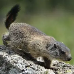 Fotografía Marmota marmota (1 de 2)