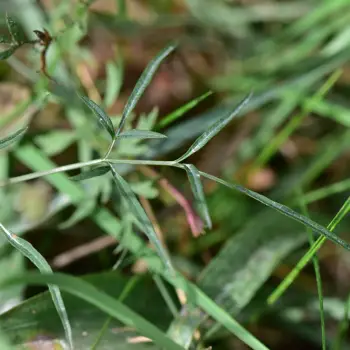 Peucedanum lancifolium