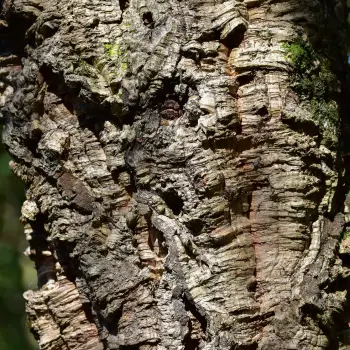 Quercus suber (1 de 5)