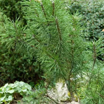 Pinus mugo 'Mughus' (3 de 3)