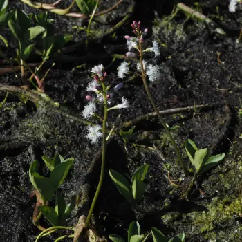 Menyanthes trifoliata (1 de 3)