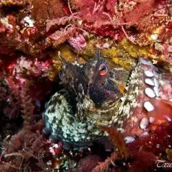 Fotografía Octopus vulgaris