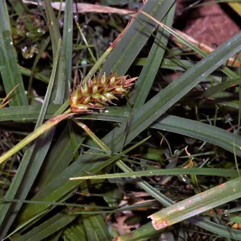 Carex brevicollis (4 de 4)