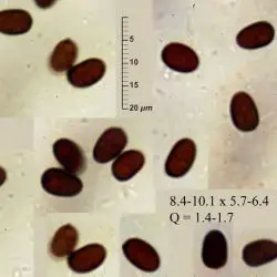 Psathyrella leucotephra (Berk. & Broome) P. D. Orton (2 de 3) 