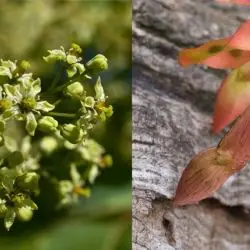 Fotografía Ailanthus altissima (2 de 3)