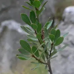 Spiraea hypericifolia (3 de 3)