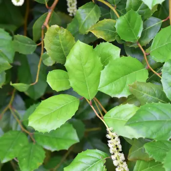 Itea ilicifolia (2 de 5)