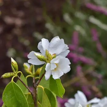 Camellia yuhsienensis (2 de 3)