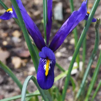 Iris reticulata 'Cantab' (3 de 3)