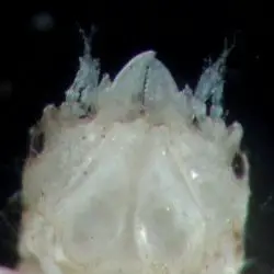 Gnathia dentata (macho adulto) (2 de 3)