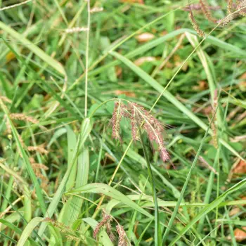 Echinochloa crus-galli (1 de 2)