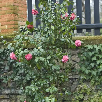 Camellia japonica 'Madame Martin Cachet' (1 de 2)