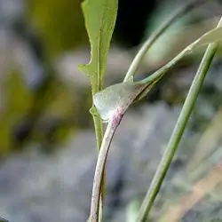 Reichardia picroides (2 de 3)
