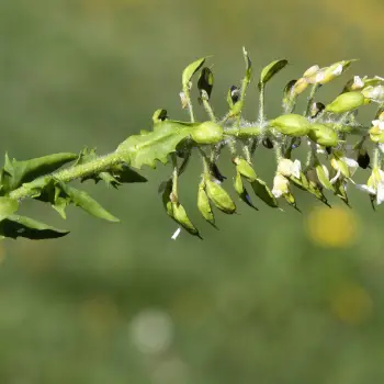 Lepidium heterophyllum (4 de 4)