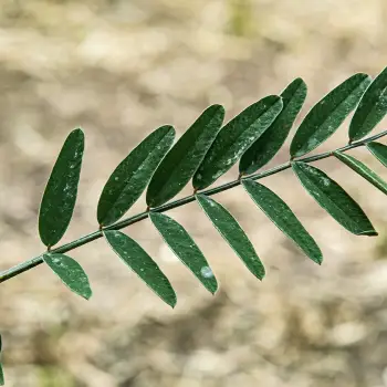Onobrychis viciifolia (4 de 5)