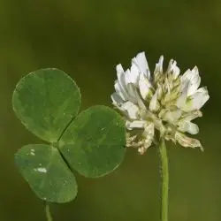 Trifolium occidentale