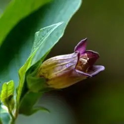 Atropa belladona (3 de 3)