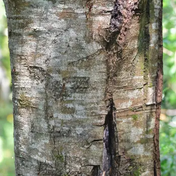 Quercus ×gracilis