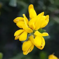 Fotografía Genista hispanica subsp. occidentalis (2 de 3)