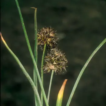 Carex foetida (4 de 4)