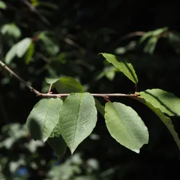 Prunus padus (3 de 5)