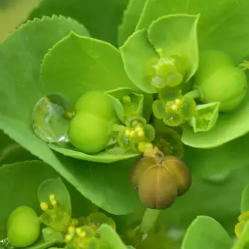 Euphorbia helioscopia (3 de 3)