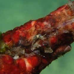 Cuthona caerulea (1 de 3)