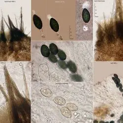 Schizothecium pilosum (Mouton) N. Lundq.