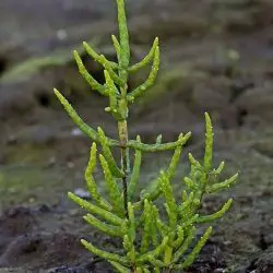 Salicornia dolichostachya (1 de 3)