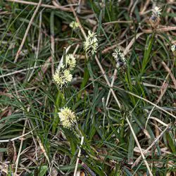 Fotografía Carex flacca Schreb (2 de 3)
