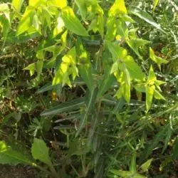 Euphorbia lathyris (1 de 3)