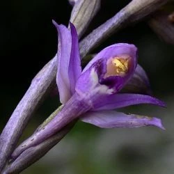 Limodorum abortivum