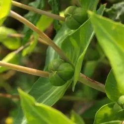 Euphorbia lathyris (3 de 3)