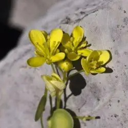 Biscutella variegata (2 de 3)
