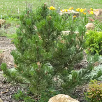 Pinus leucodermis 'Charity' (2 de 2)