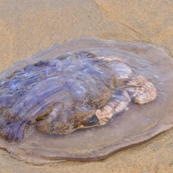 Rhizostoma octopus