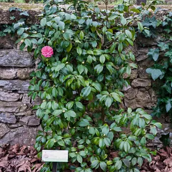 Camellia japonica 'Papandorf' (1 de 2)