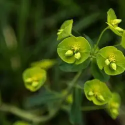 Euphorbia amygdaloides (3 de 3)