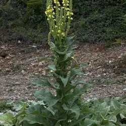 Verbascum lychnitis (1 de 3)