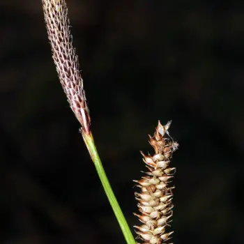 Fotografía Carex camposii subsp. camposii (6 de 6)