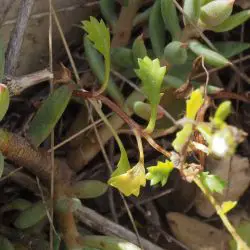 Mauranthemum paludosum subsp. paludosum