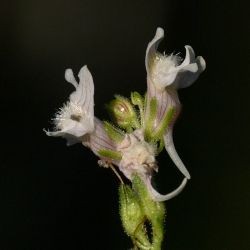 Linaria nivea (2 de 2)